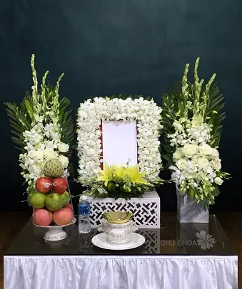 Hoa bàn vong 2411-TL11