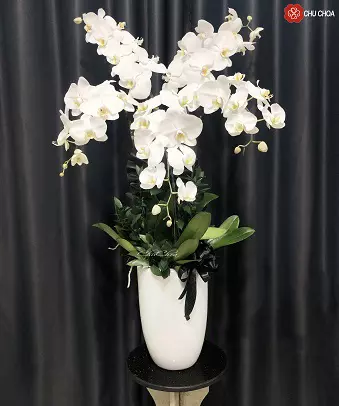 Bình Hồ Điệp trắng 2412-HD04